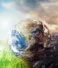 L’environnement